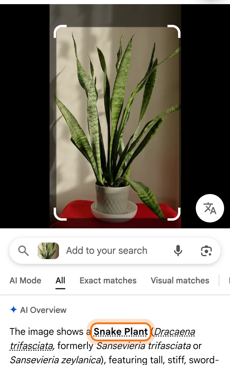 Google Lens results on a phone: the photo of a houseplant, the "Add to your search" box, and an AI Overview that names it a Snake Plant, marked.