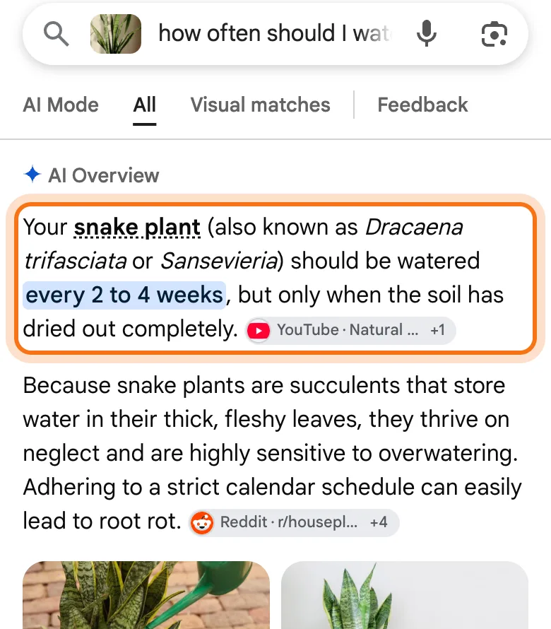 A new AI Overview on the phone answering how often to water a snake plant, with its first paragraph marked.